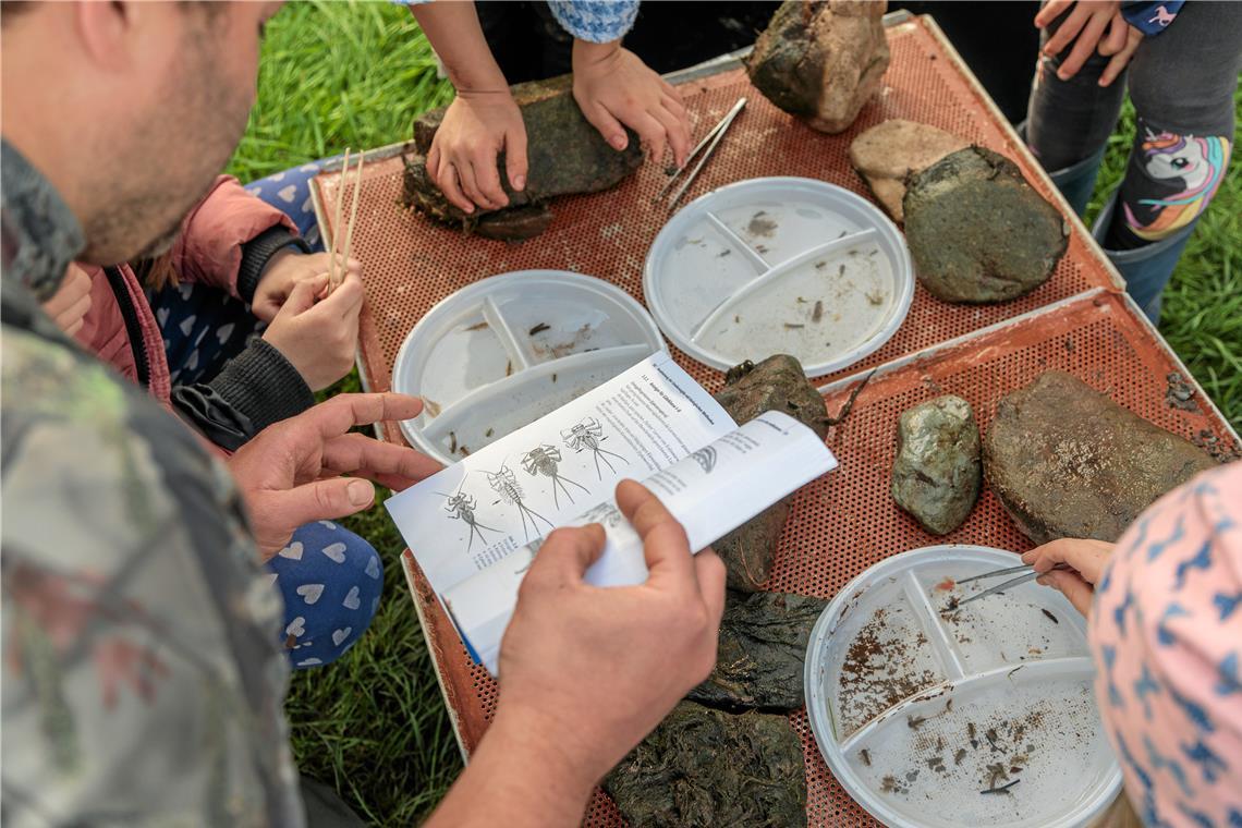 Christian Veitinger bestimmt mit den Kindern Insekten.