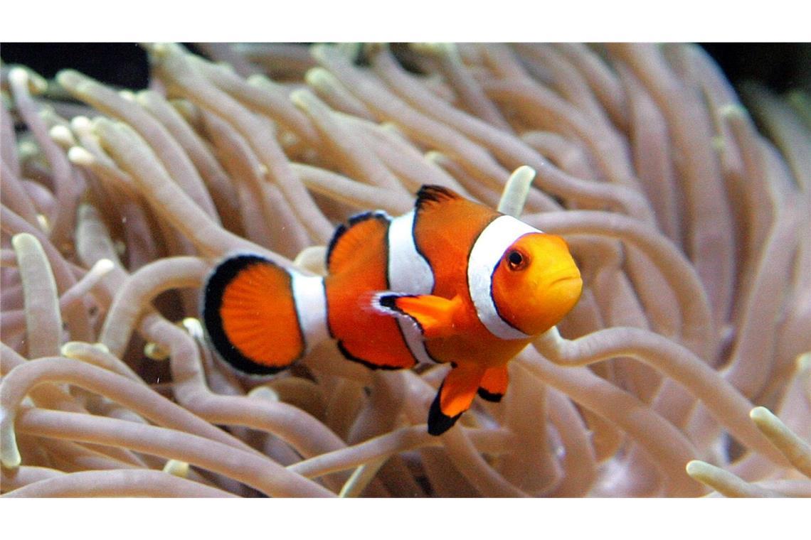 Zum Wegschrumpfen heiß: Bei Hitze werden Clownfische kleiner Clownfische leben im Schutz von Seeanemonen. (Archivbild)