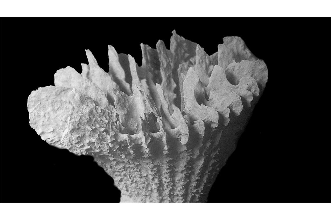 Co-Studienleiterin Santodomingo fürchtet "die Auslöschung einer ganzen Art".