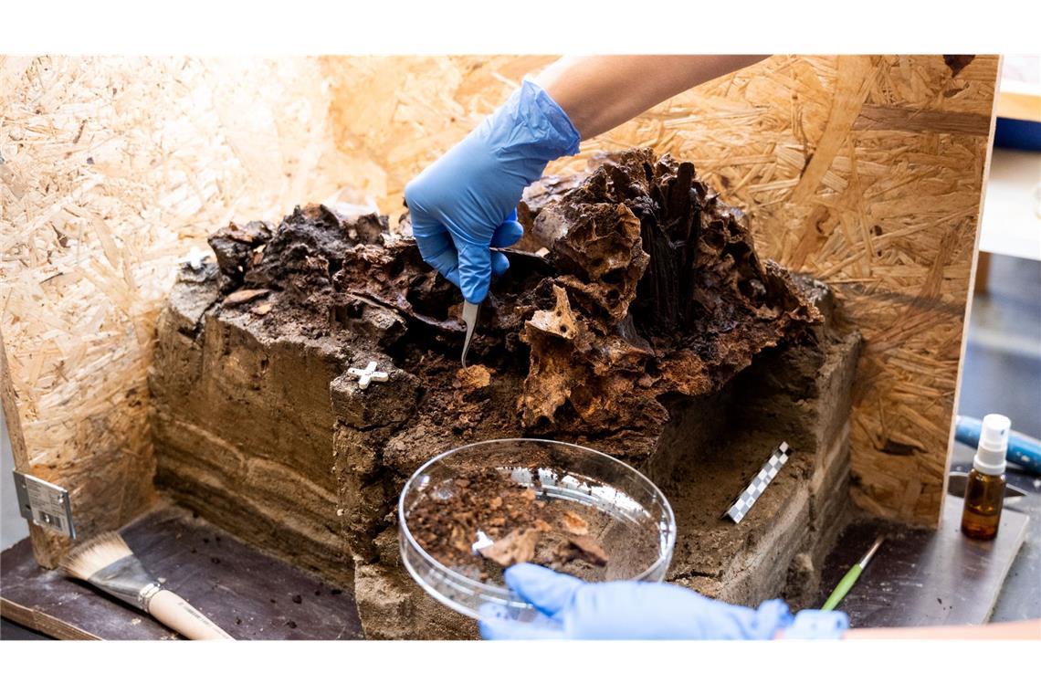 Corinna Mayer, Restaurateurin, untersucht in der Restaurierungswerkstatt vom Schloss Gottorf einen rund 10.500 Jahre alten Auerochsenschädel. Der Fund aus dem Duvenseer Moor mit einem Holzpflock gibt Archäologen Rätsel auf.