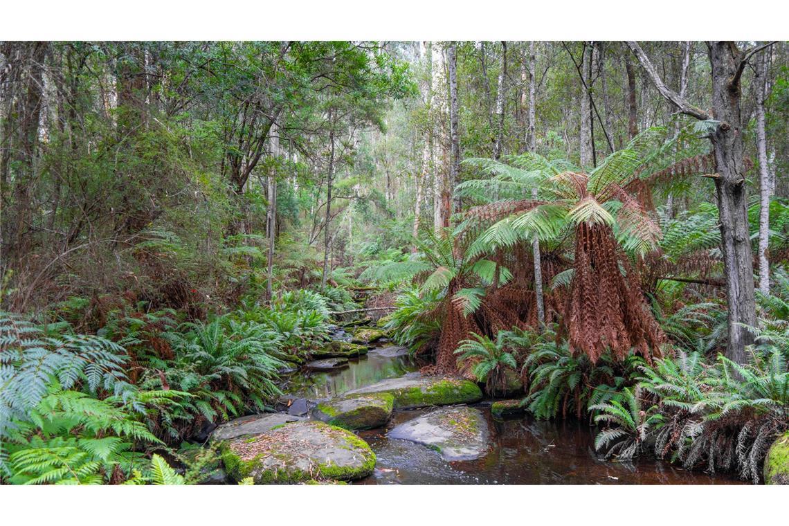 Australiens Regenwälder stoßen mehr CO2 aus, als sie speichern Cumberland River entlang der Kalimna Falls Wanderung im Great Ocean Road, Australien.