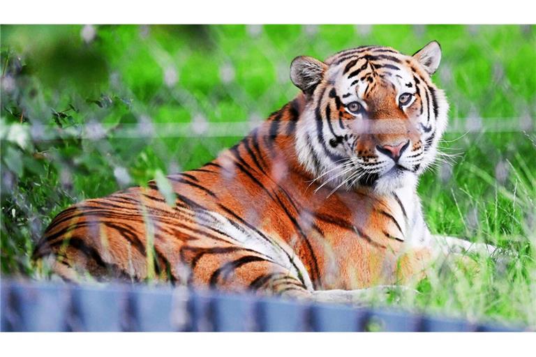 Da liegt er und lässt sich vom Eröffnungstrubel nicht beeindrucken: Tigermännchen Amazar, der neue Bewohner der Wilhelma.