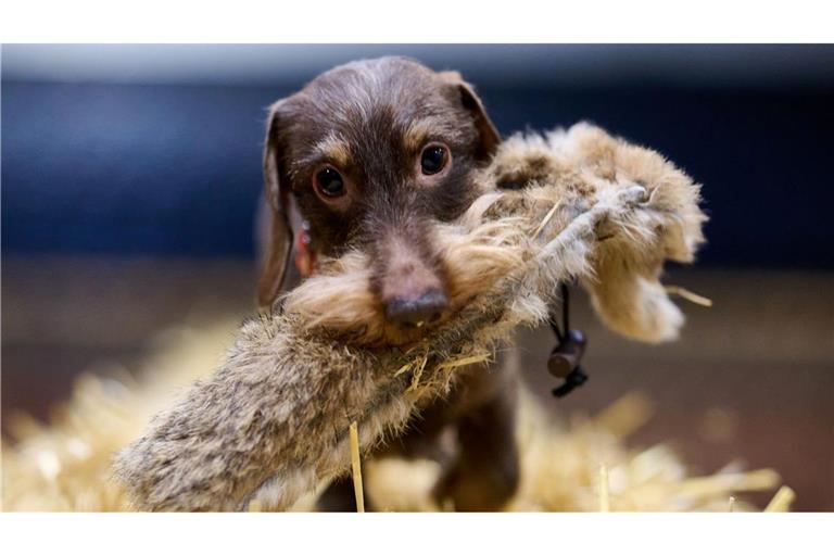 Dackel Bosse beim Presserundgang