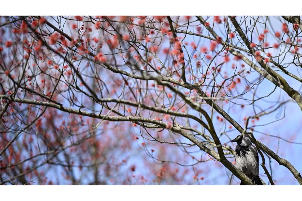 Damit es für die Vogelwelt ein gutes Frühjahr wird, ist es laut dem Experten wichtig, dass es nicht zu trocken wird. (Archivbild)