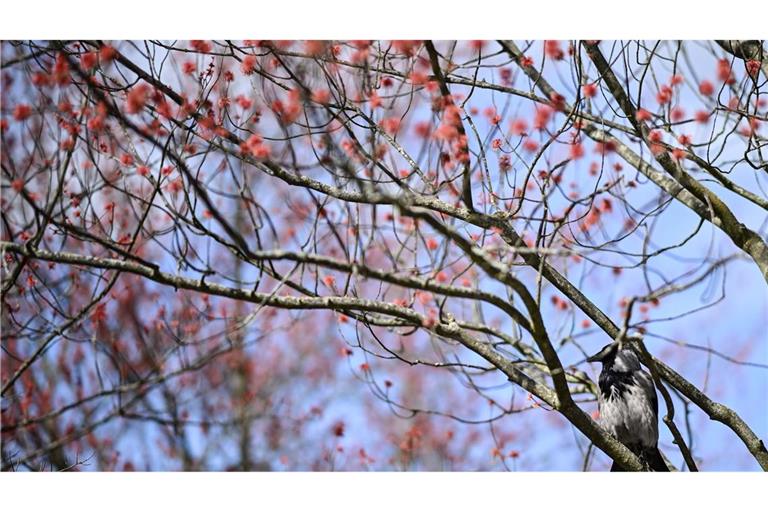 Damit es für die Vogelwelt ein gutes Frühjahr wird, ist es laut dem Experten wichtig, dass es nicht zu trocken wird. (Archivbild)