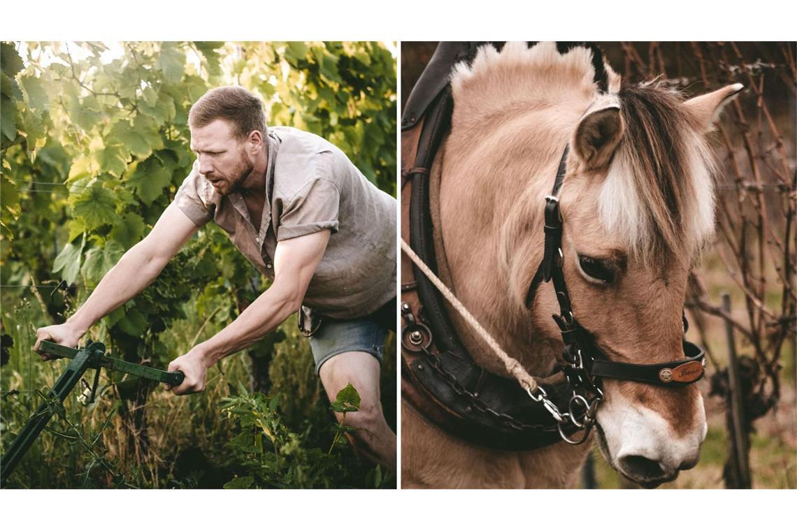 Mit Pferden dem Wein wieder nahe gekommen Daniel Schweizer pflügt den Boden in seinen Weinbergen mit Hilfe von Pferden wie Funa (rechts).