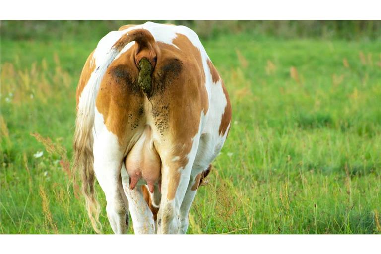 Darben fürs Klima? Kühe setzen Unmengen an Treibhausgasen frei. Weniger Fleisch essen, bedeutet weniger CO2 in der Atmosphäre.