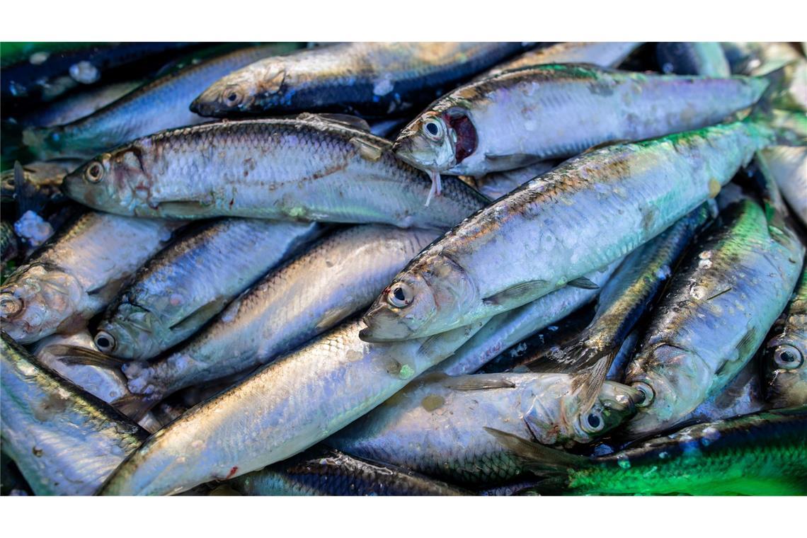 Das Abkommen soll die Fischerei nachhaltiger machen. (Symbolbild)