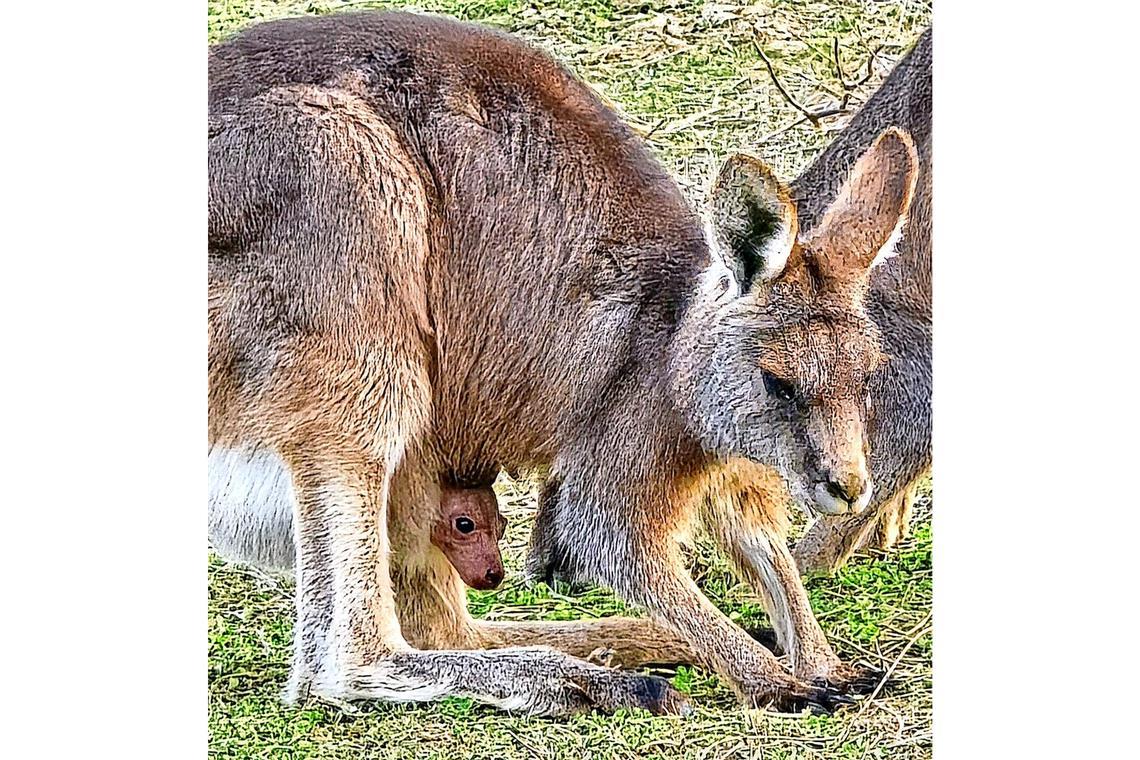 Riesenkänguru trägt Baby im Beutel Das Baby schaut aus dem Beutel des Grauen Riesenkängurus.