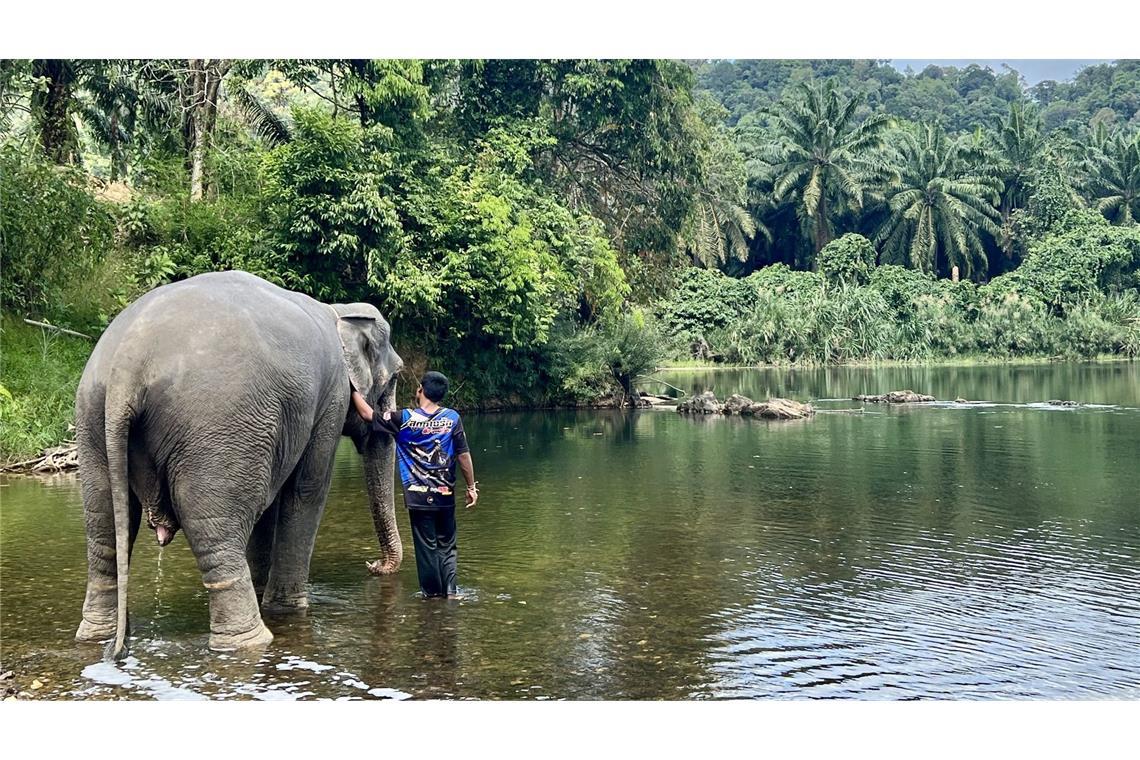 Touristin von Elefant getötet Das Baden von Elefanten gehört zu den beliebten Touristenattraktionen in Thailand (Symbolbild).