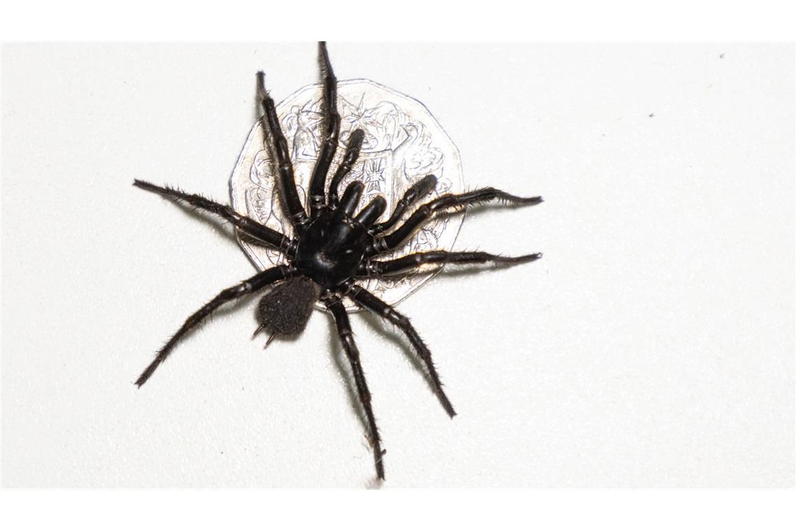Australien: Giftigste Spinne der Welt besteht aus drei Arten Das bisher existierende Gegengift wirkt bei allen drei Arten.