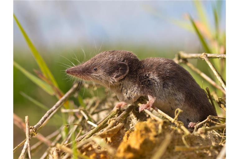 Das Borna-Virus wird von Spitzmäusen übertragen.
