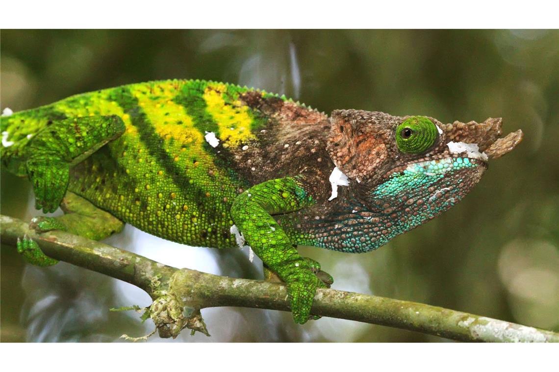 Das Chamäleon von O'Shaughnessy lebt nur in Madagaskar.