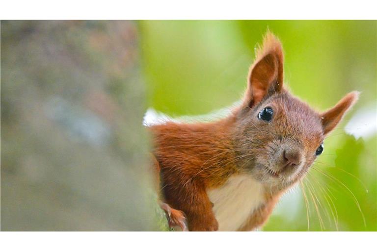 Das Eichhörnchen ist das Gartentier des Jahres 2026 (Symbolfoto).