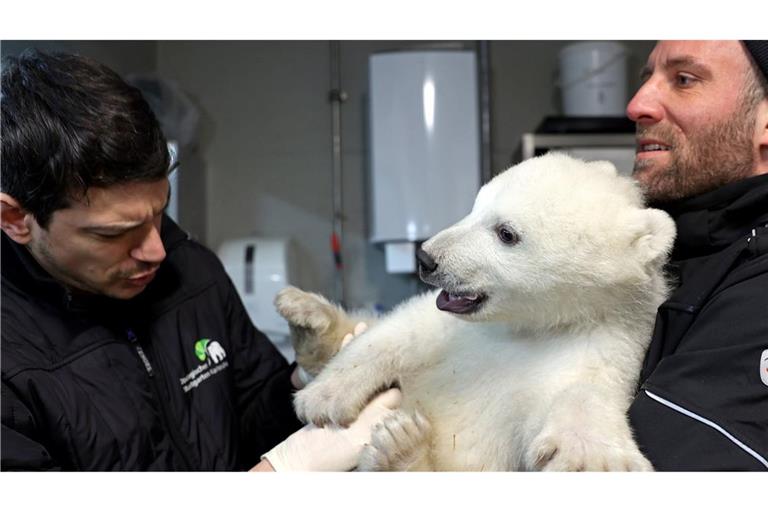 Das Eisbär-Baby vom Karlsruher Zoo hat nun auch einen Namen. (Archivbild)