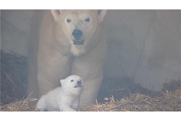 Das Eisbärbaby wurde Anfang November 2024 geboren.