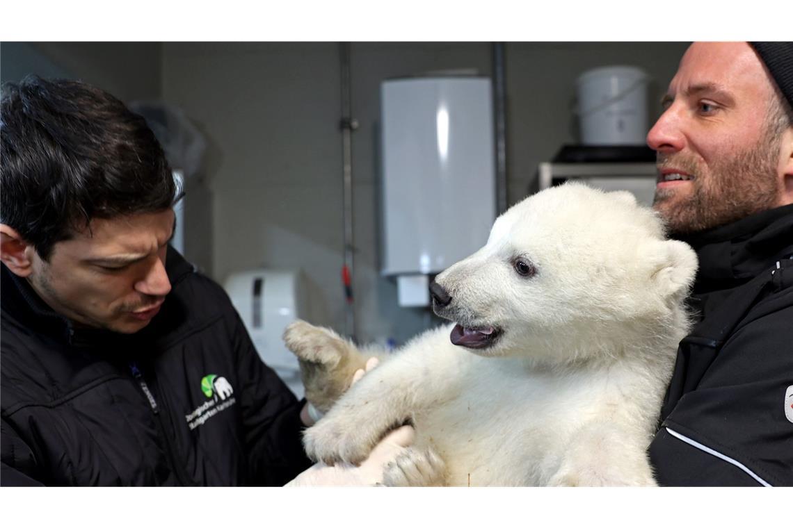 Zoo: Eisbärenbaby ist ein Junge Das Eisbärenjunge wird medizinisch untersucht. Einen Namen hat der Kleine noch nicht.