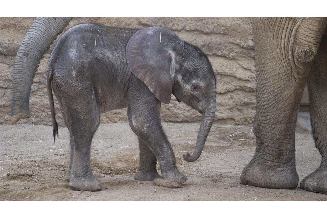 Elefanten-Baby „Kaja“ im Opel-Zoo vorgestellt Das Elefantenbaby wurde vorgestellt.