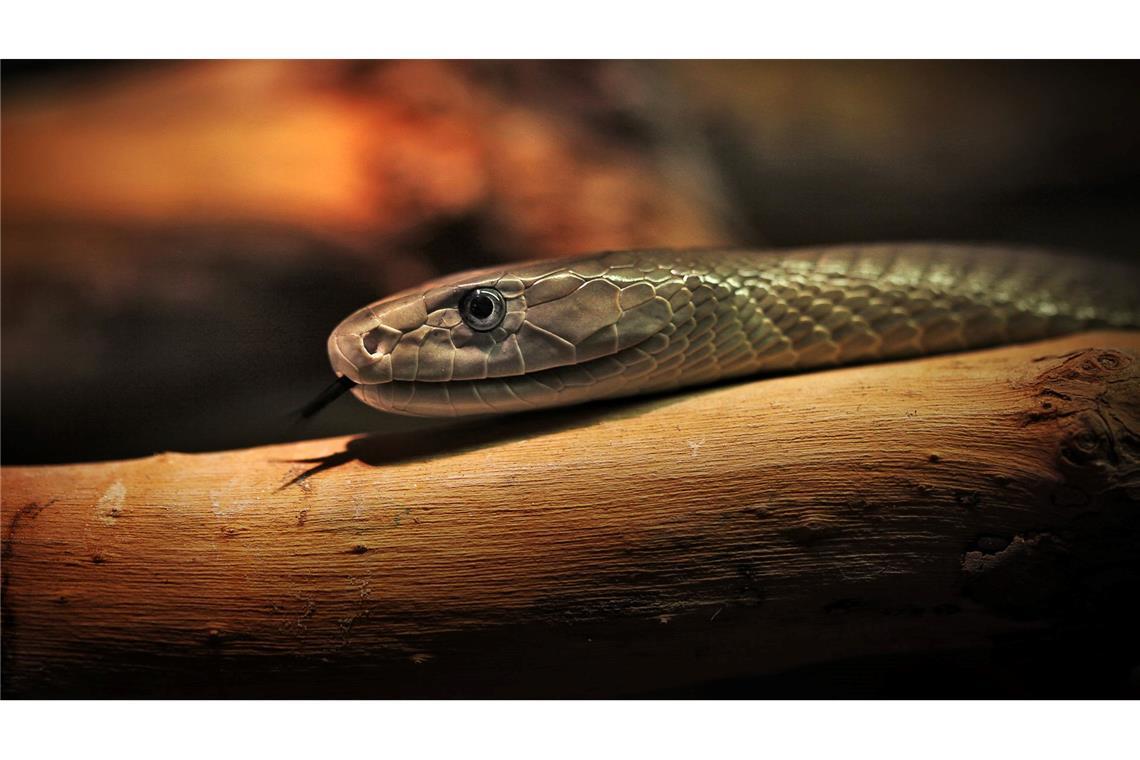 Durch Hunderte Bisse zu Mittel gegen Schlangengifte gelangt Das entwickelte Mittel soll auch gegen das Gift der Schwarzen Mamba wirken. (Archivbild)