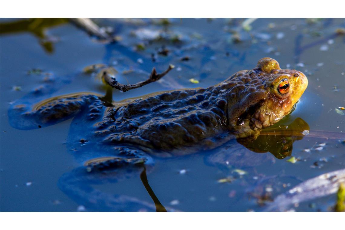 Das Erdkröten-Weibchen legt bis zu 6.000 Eier ab. (Archivbild)