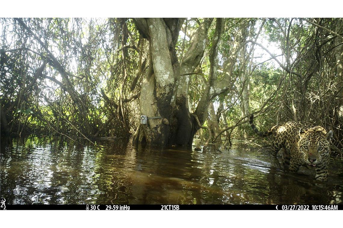 Das etwa 15.000 Hektar große Untersuchungsgebiet liegt im Norden des brasilianischen Pantanals, dem größten Feuchtgebiet der Welt