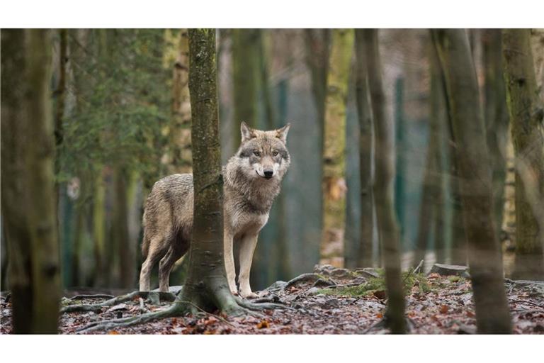Das EU-Parlament entscheidet, den Wolf-Schutzstatus zu reduzieren. (Archivbild)