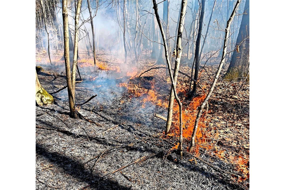 Jugendlicher soll in Wald Feuer gelegt haben Das Feuer breitete sich im Unterholz des Waldes rasch aus.