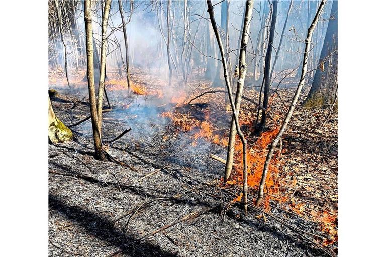 Das Feuer breitete sich im Unterholz des Waldes rasch aus.