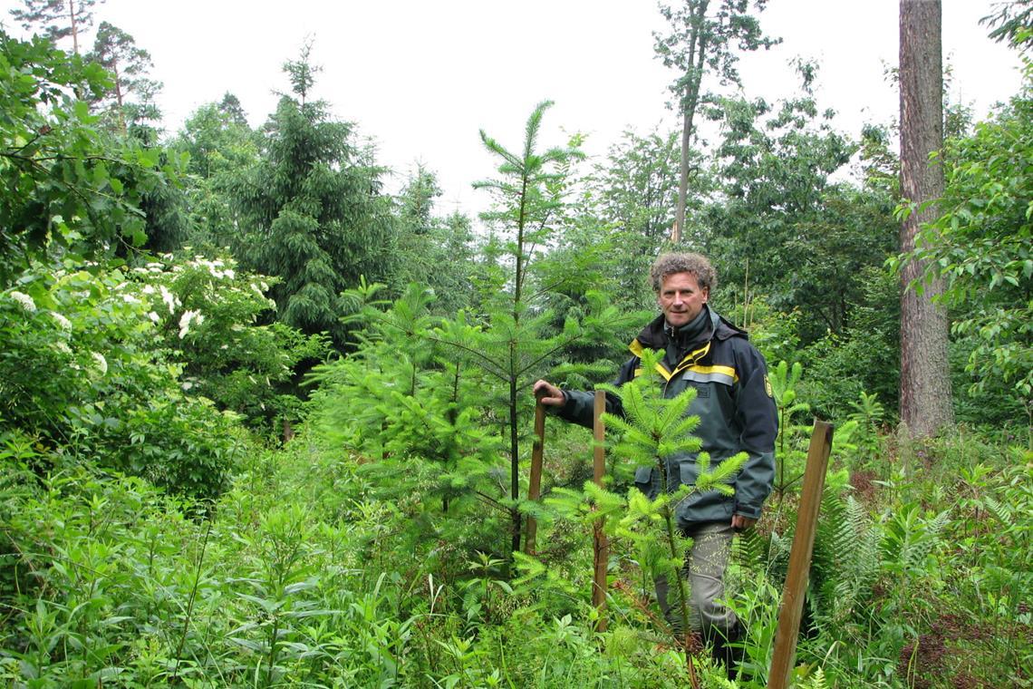 Der Wald als Auftrag und Begleiter Das Forstteam hat früh auf einen vielfältigen und dadurch widerstandsfähigeren Wald gesetzt – das Foto zeigt Dieter Seitz 2012 in einem Waldstück, wo junge Douglasien gepflanzt wurden. Genauso finden sich dort auch Tanne, Eiche, Lärche oder Kirsche. Archivfoto: Christine Schick