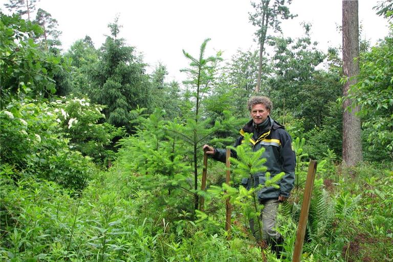 Das Forstteam hat früh auf einen vielfältigen und dadurch widerstandsfähigeren Wald gesetzt – das Foto zeigt Dieter Seitz 2012 in einem Waldstück, wo junge Douglasien gepflanzt wurden. Genauso finden sich dort auch Tanne, Eiche, Lärche oder Kirsche. Archivfoto: Christine Schick