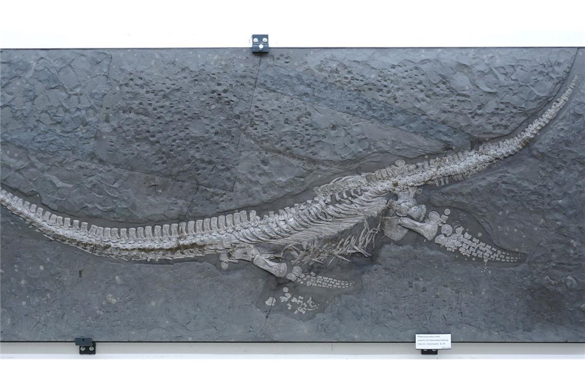 Das Fossil des Reptils Plesionectes longicollum stammt aus einem Steinbruch in Baden-Württemberg.