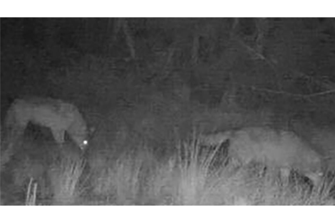 Das Foto einer Wildkamera zeigt zwei Wölfe auf einem nächtlichen Streifzug durch die Region Forbach im Nordschwarzwald.