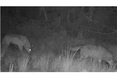 Das Foto einer Wildkamera zeigt zwei Wölfe auf einem nächtlichen Streifzug durch die Region Forbach im Nordschwarzwald.