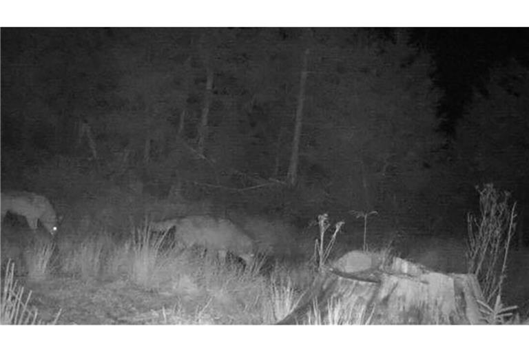 Das Foto einer Wildkamera zeigt zwei Wölfe auf einem nächtlichen Streifzug durch die Region Forbach im Nordschwarzwald.