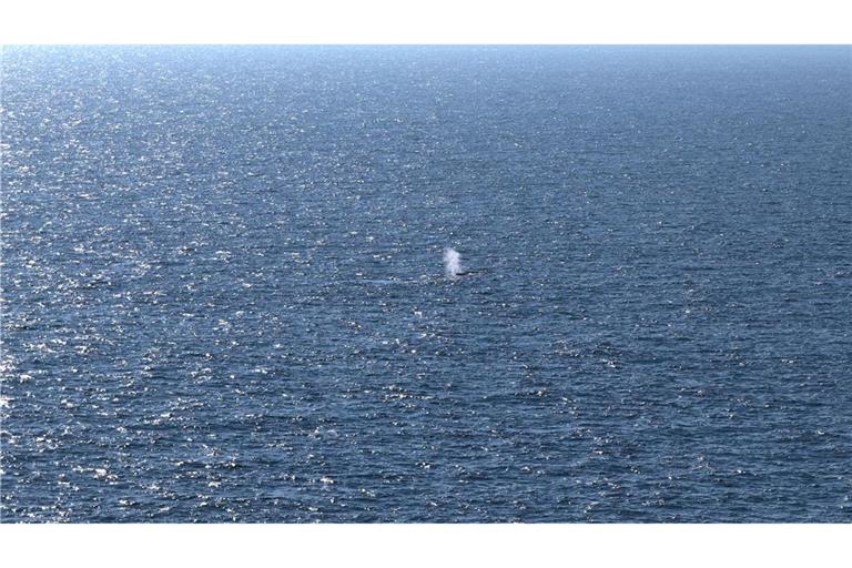 Das Foto zeigt vermutlich den Blas, die ausgeatmete Atemluft, des Buckelwals, der am Samstagmorgen in der Nordsee freigesetzt wurde.