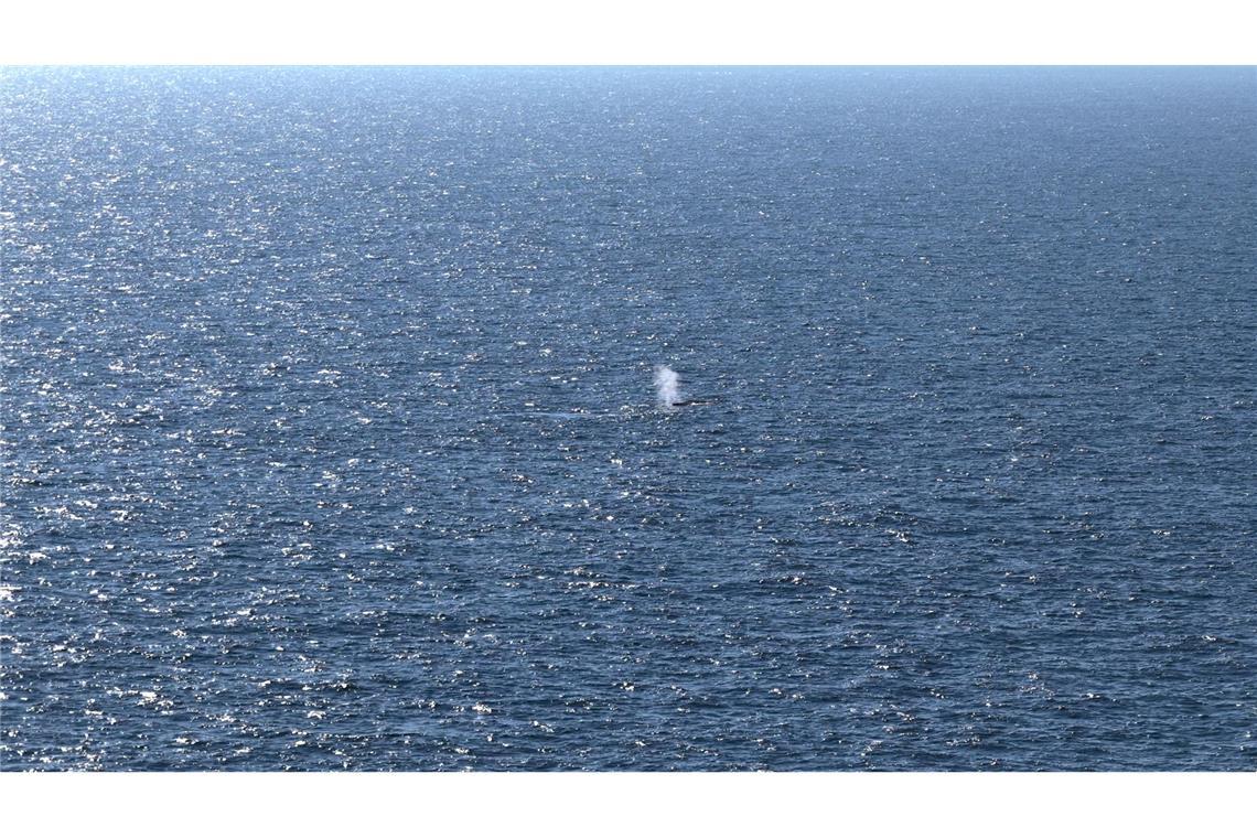Das Foto zeigt vermutlich den Blas, die ausgeatmete Atemluft, des Buckelwals, der am Samstagmorgen in der Nordsee freigesetzt wurde.
