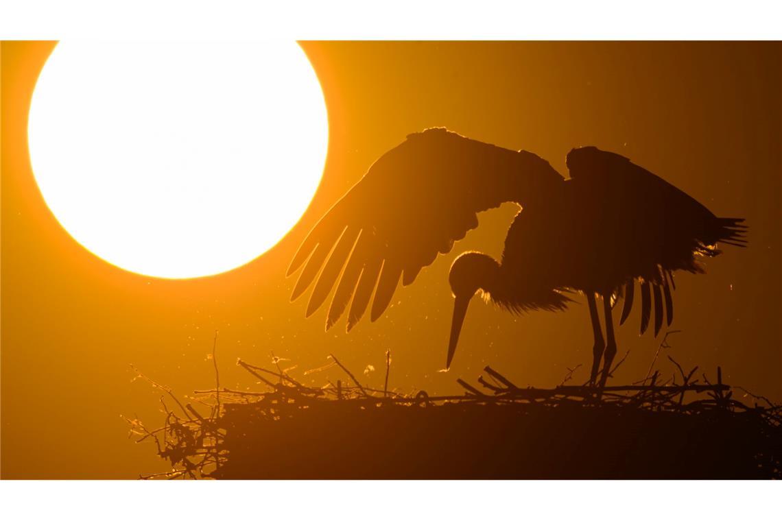 Bis zu 29 Grad: Warme Woche mit sonnigem Feiertagswetter "Das Frühlingswetter läuft in den kommenden Tagen zur Hochform auf", sagt der DWD-Meteorologe.