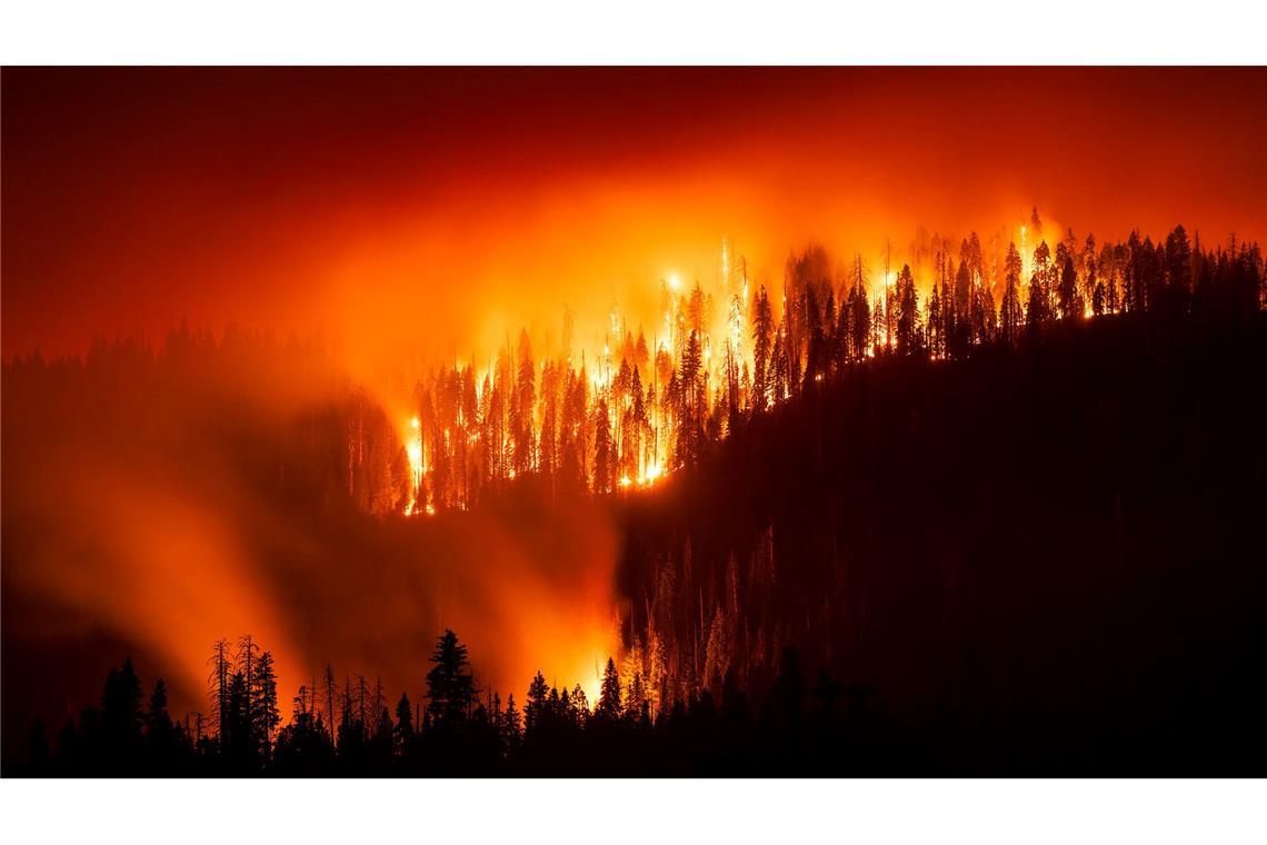 Waldbrand bedroht Riesenmammutbäume in Kalifornien Das "Garnet Fire" bedroht Riesenmammutbäume im Waldgebiet McKinley Grove.