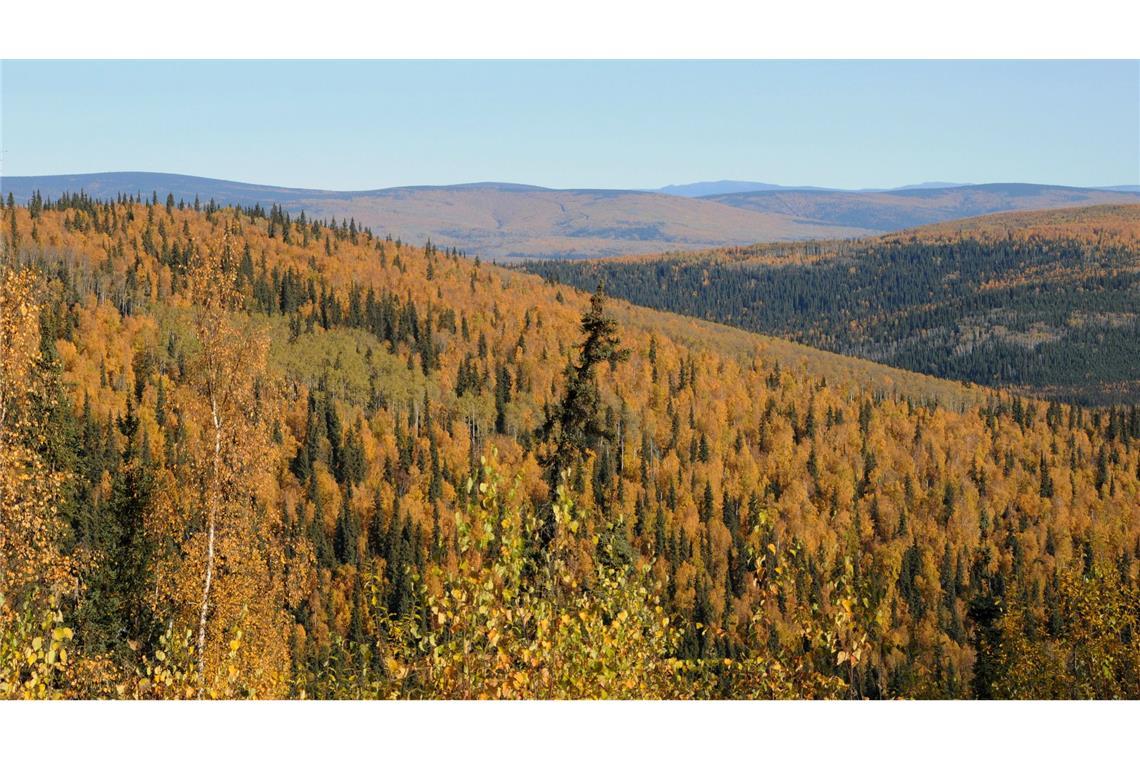 Ein Kontinent voller Bäume? CO2-Ausgleich hat Grenzen Das Gedankenexperiment eines Forschungsteams zeigt die Tücken der Aufforstung.
