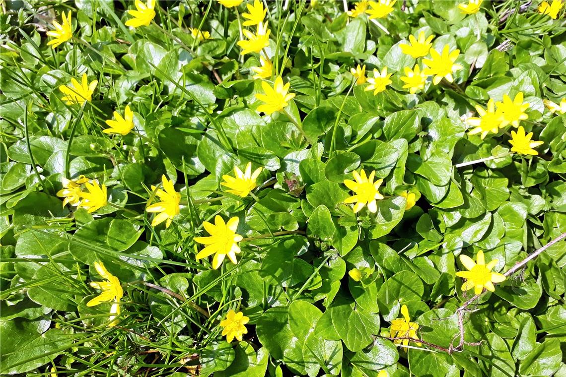 In frischer Waldluft Frühblüher entdecken