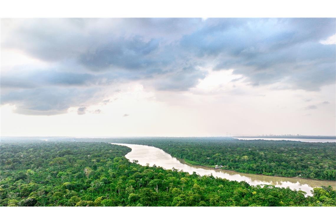 Das geplante und jetzt verschobene  EU-Entwaldungsgesetz soll vor allem das Abholzen der Regenwälder verhindern. Allerdings hätte es auch weitreichende Auswirkung auf die Holzbauern in Deutschland.