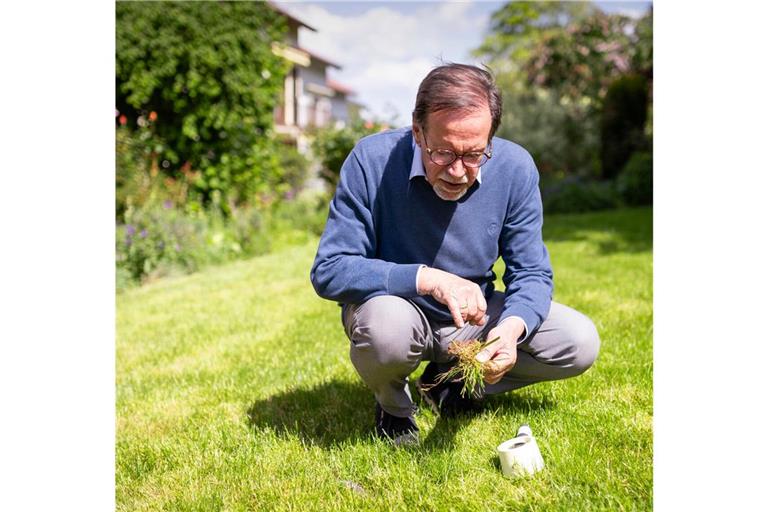 Das geschulte Auge sieht alles: Gerhard Lung untersucht seinen Rasen.