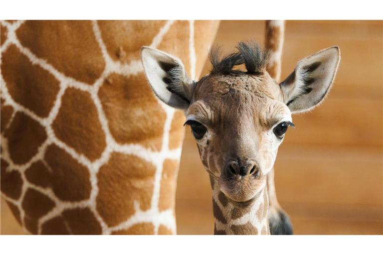 Das Giraffenjunge Kianga wurde nach seiner Geburt am 10. März nun der Öffentlichkeit vorgestellt.