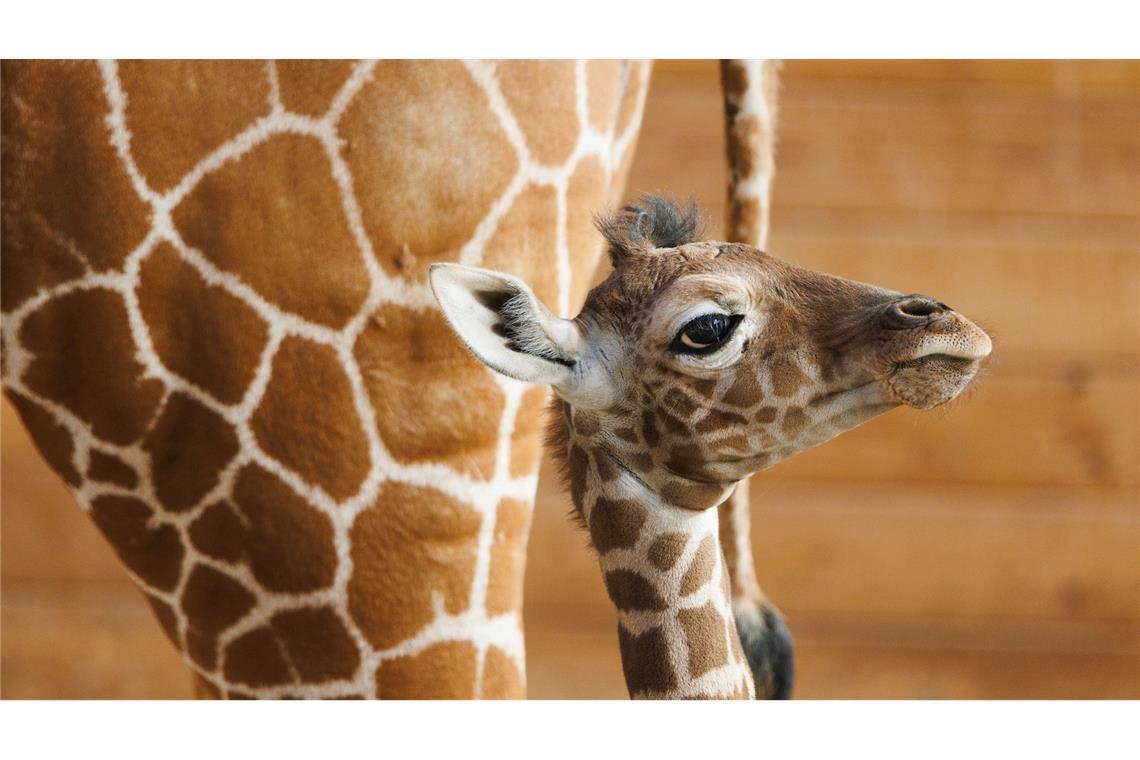 Zoo stellt Giraffenbaby "Sonnenschein" vor Das Giraffenjunge Kianga wurde nach seiner Geburt am 10. März nun der Öffentlichkeit vorgestellt.