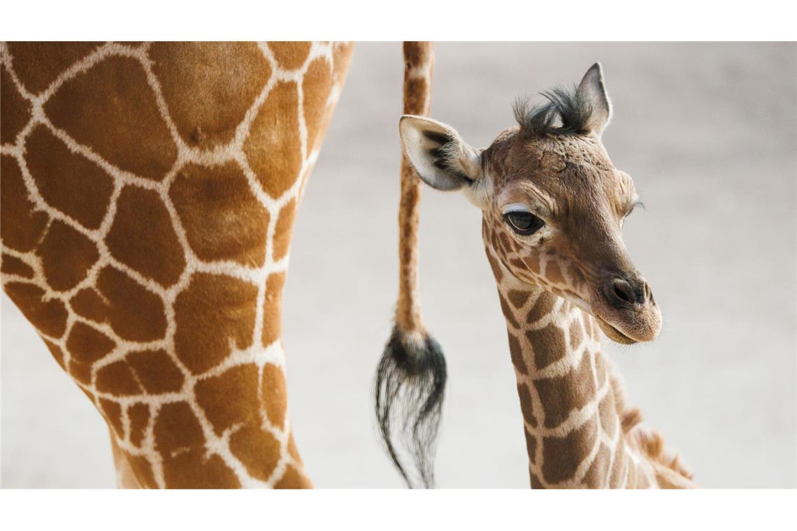 Zoo stellt Giraffenbaby "Sonnenschein" vor Das Giraffenjunge Kianga wurde nach seiner Geburt am 10. März nun der Öffentlichkeit vorgestellt.