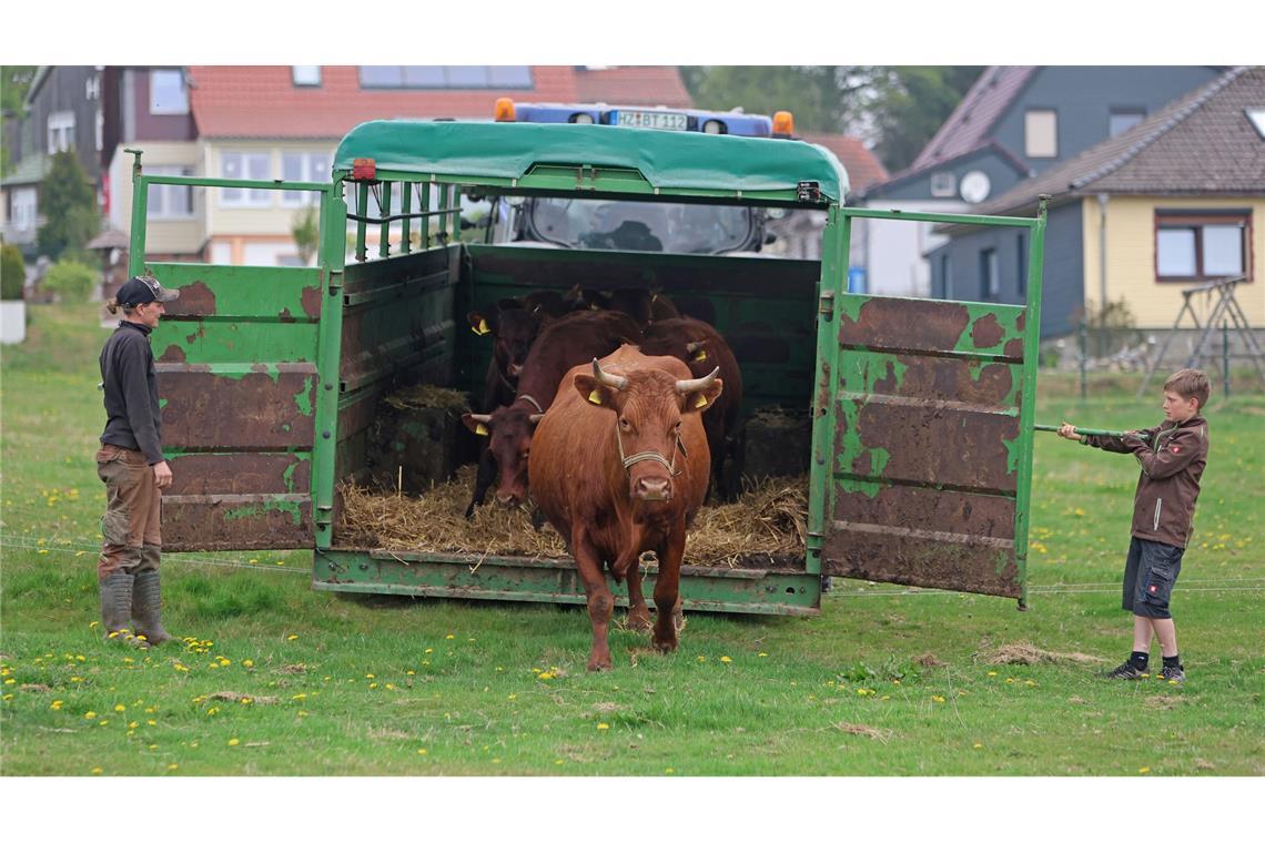 Bilder des Tages Das Harzer Höhenvieh darf wieder auf die Weide.