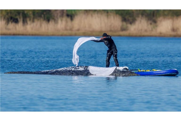 Das im Maul des Bickelwals gefundene Netz stamme nicht aus MV, sagt Umweltminister Backhaus.