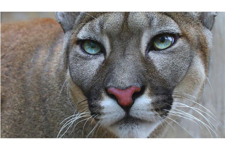 Das ist keine Fake! An der Marina am Geiseltalsee im südlichen Sachsen-Anhalt ist eine Großkatze gesichtet worden. Die Behörden vermuten, dass es sich um einen Puma handeln könnte.