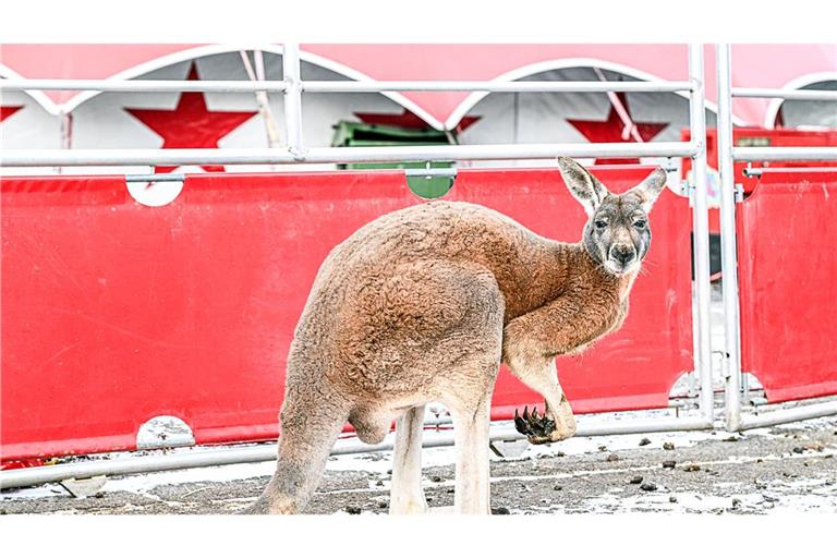 Das Känguru wurde von einem Auto erfasst.