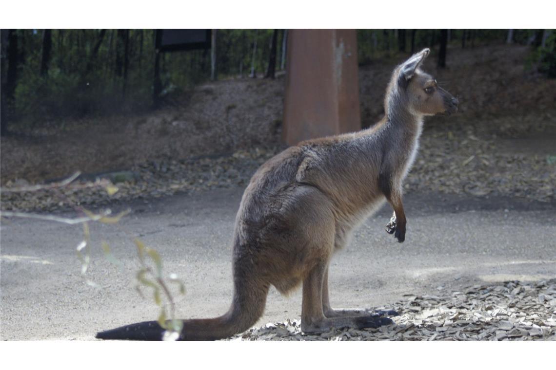 Das Känguru wurde von einem Auto erfasst. (Symbolbild)